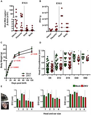 Congenital Zika Virus Infection in Immunocompetent Mice Causes Postnatal Growth Impediment and Neurobehavioral Deficits